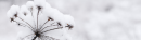 Hiver